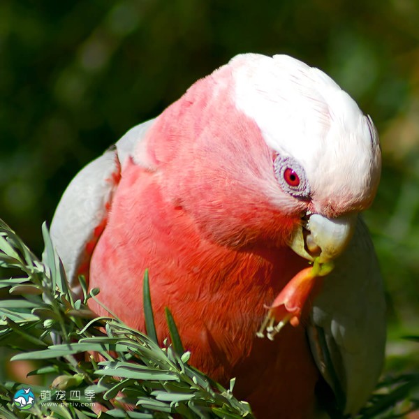粉红凤头鹦鹉-15