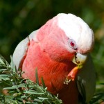粉红凤头鹦鹉-缩略图-15