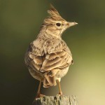 凤头百灵-缩略图-1