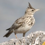 凤头百灵-缩略图-2