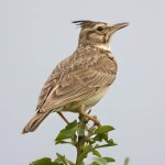 凤头百灵-缩略图-3