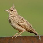 凤头百灵-缩略图-4