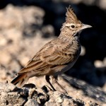 凤头百灵-缩略图-5