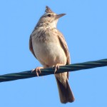 凤头百灵-缩略图-6