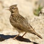 凤头百灵-缩略图-8