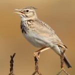 凤头百灵-缩略图-10