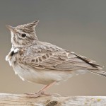 凤头百灵-缩略图-11