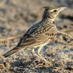 凤头百灵-缩略图-12