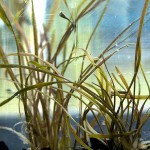 细叶椒草-缩略图-1