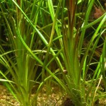 细叶椒草-缩略图-2