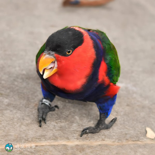 黑顶吸蜜鹦鹉-1