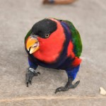 黑顶吸蜜鹦鹉-缩略图-1