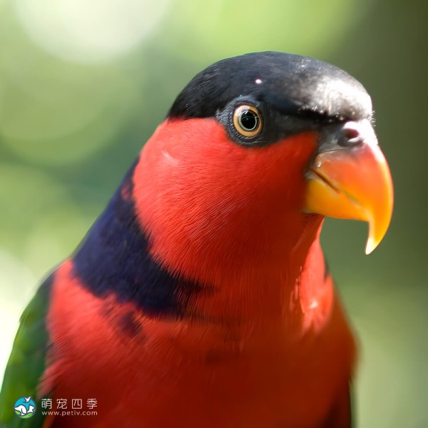 黑顶吸蜜鹦鹉-2