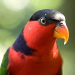 黑顶吸蜜鹦鹉-缩略图-2