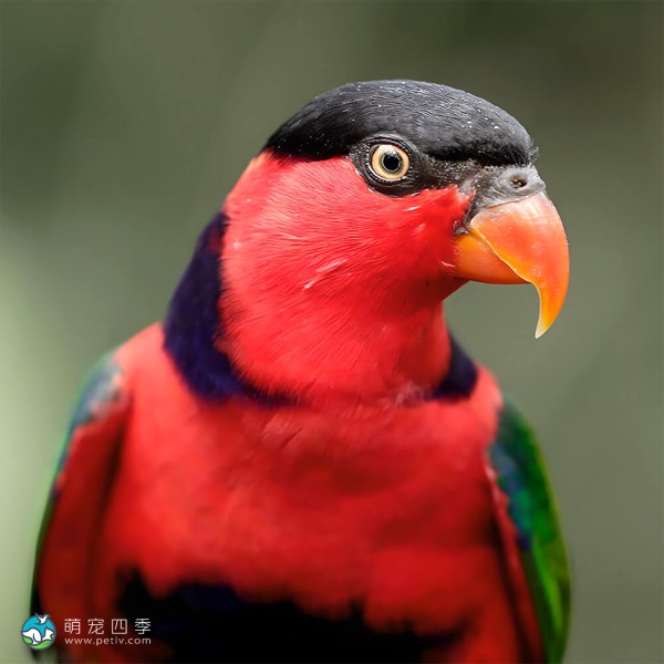 黑顶吸蜜鹦鹉-3