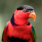 黑顶吸蜜鹦鹉-缩略图-3