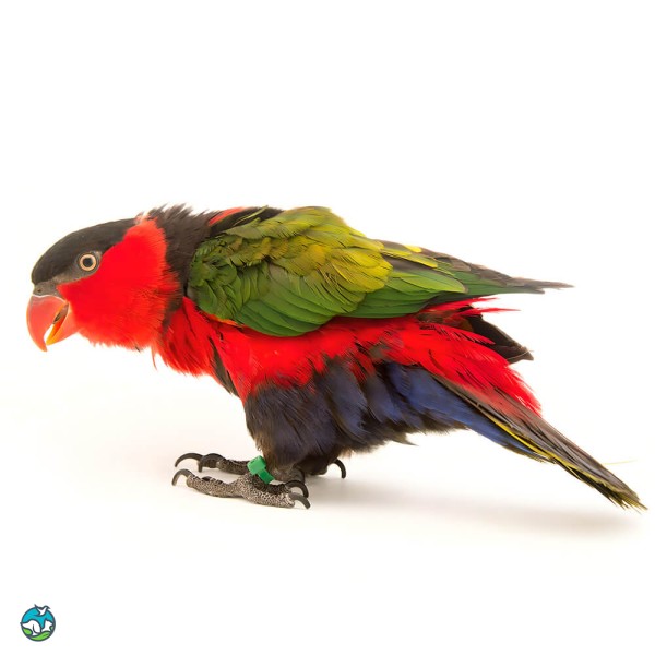 黑顶吸蜜鹦鹉-5