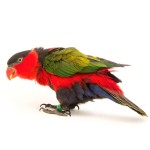 黑顶吸蜜鹦鹉-缩略图-5