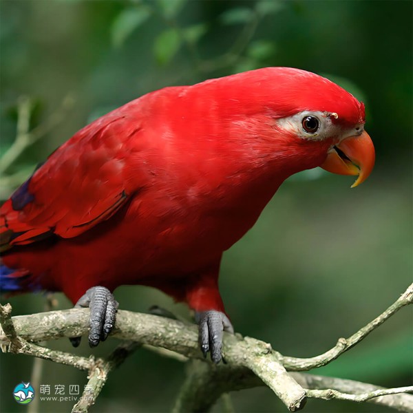 黑顶吸蜜鹦鹉-6