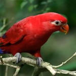 黑顶吸蜜鹦鹉-缩略图-6