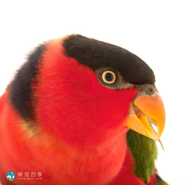 黑顶吸蜜鹦鹉-7