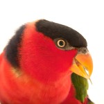 黑顶吸蜜鹦鹉-缩略图-7