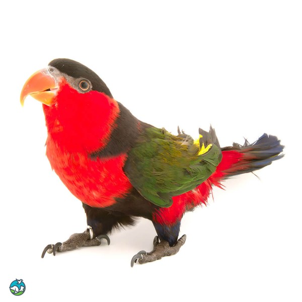 黑顶吸蜜鹦鹉-8