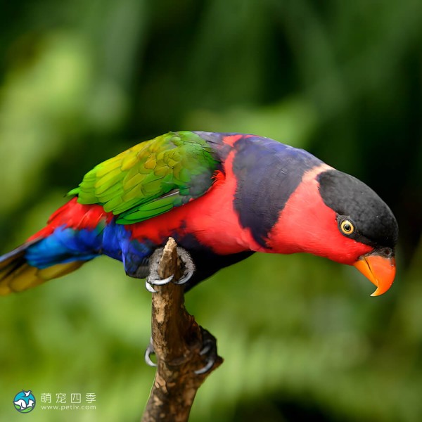 黑顶吸蜜鹦鹉-9