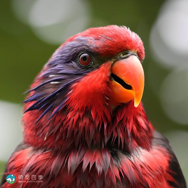 黑顶吸蜜鹦鹉-10