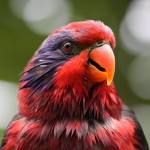 黑顶吸蜜鹦鹉-缩略图-10