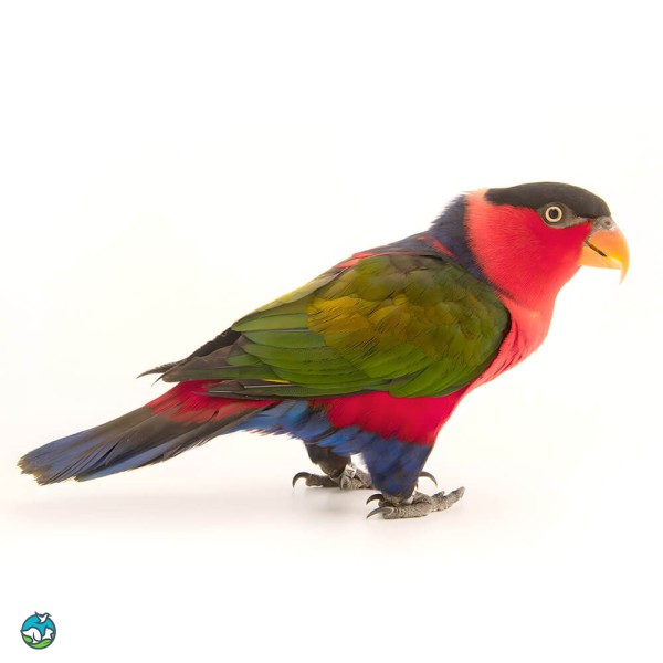 黑顶吸蜜鹦鹉-11