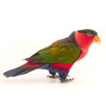 黑顶吸蜜鹦鹉-缩略图-11