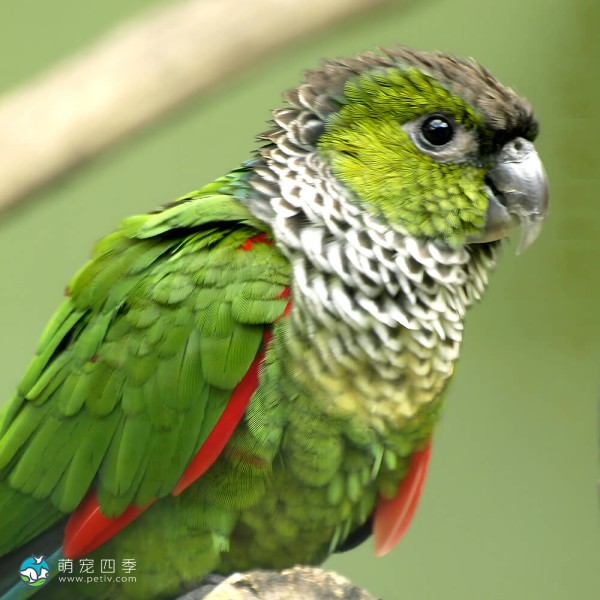 黑帽锥尾鹦鹉-1