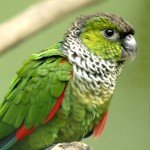 黑帽锥尾鹦鹉-缩略图-1