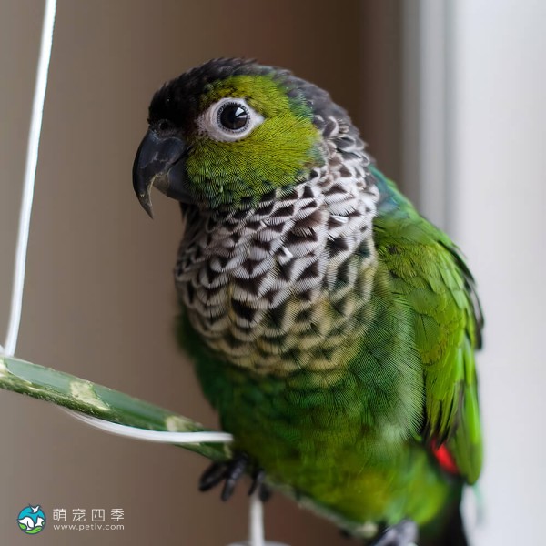 黑帽锥尾鹦鹉-2