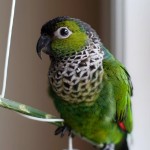 黑帽锥尾鹦鹉-缩略图-2