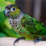 黑帽锥尾鹦鹉-缩略图-3