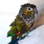 黑帽锥尾鹦鹉-缩略图-4