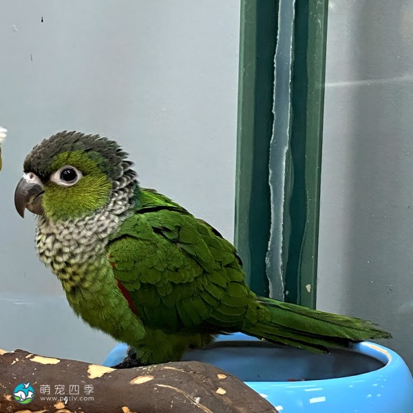 黑帽锥尾鹦鹉-5