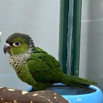 黑帽锥尾鹦鹉-缩略图-5