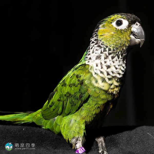 黑帽锥尾鹦鹉-6