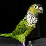 黑帽锥尾鹦鹉-缩略图-6