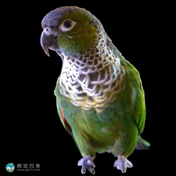 黑帽锥尾鹦鹉-7