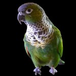 黑帽锥尾鹦鹉-缩略图-7