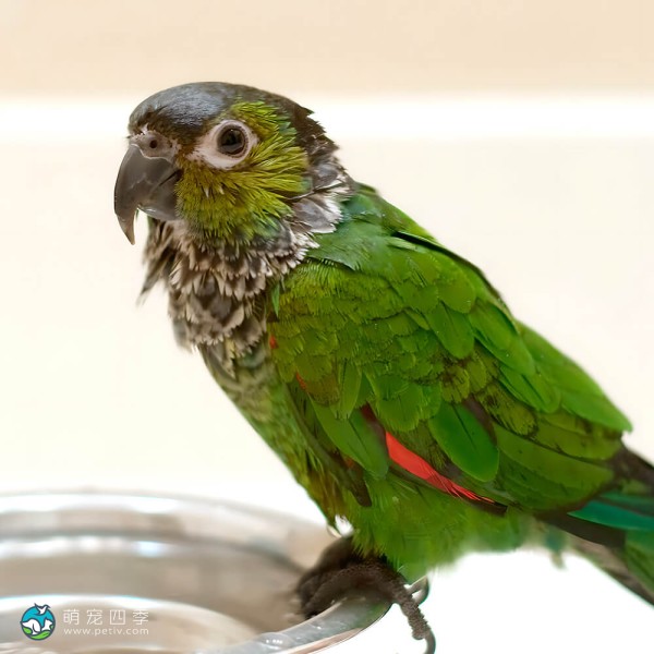 黑帽锥尾鹦鹉-8