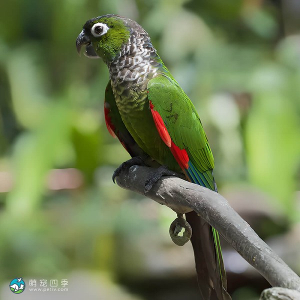 黑帽锥尾鹦鹉-9