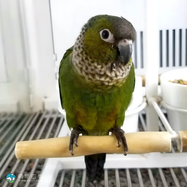 黑帽锥尾鹦鹉-10