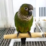 黑帽锥尾鹦鹉-缩略图-10