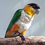 黑头凯克鹦鹉-缩略图-1