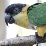 黑头凯克鹦鹉-缩略图-2